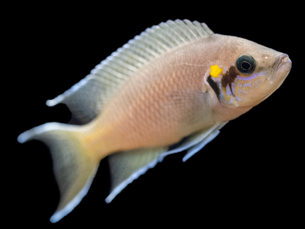 Brichard's Lyretail Fairy Cichlid (Neolamprologus brichardi), Tank-Bred!