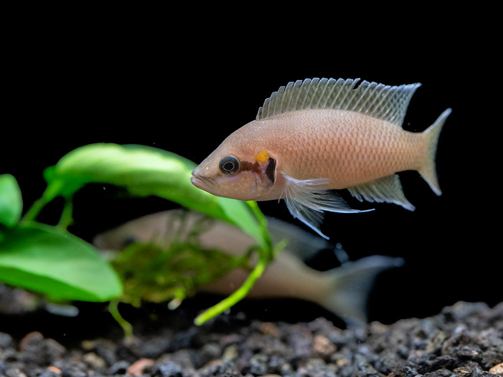 Brichard's Lyretail Fairy Cichlid (Neolamprologus brichardi), Tank-Bred!