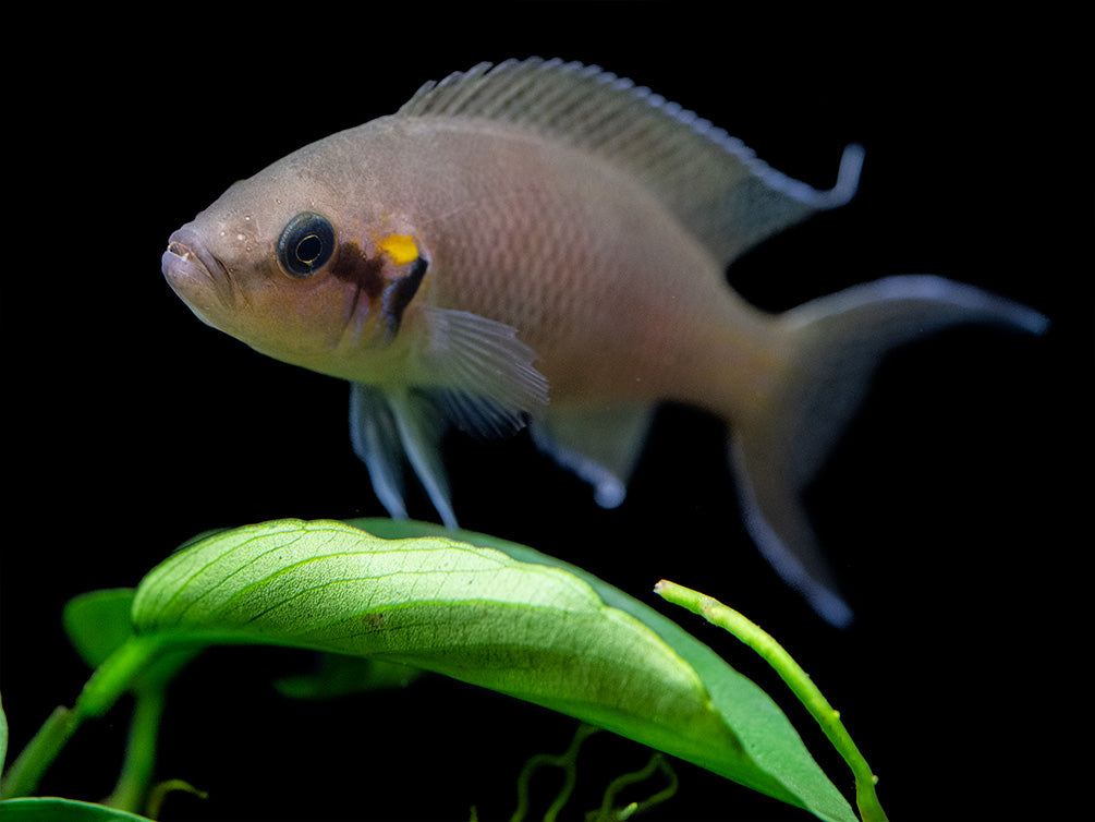 Brichard's Lyretail Fairy Cichlid (Neolamprologus brichardi), Tank-Bred!