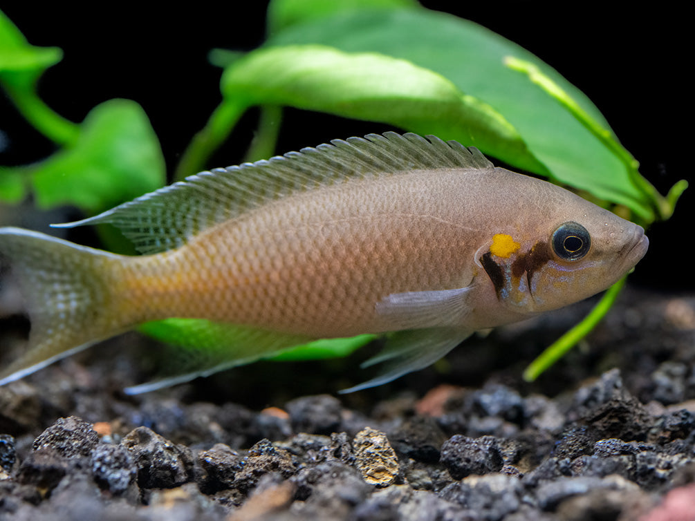 Brichard's Lyretail Fairy Cichlid (Neolamprologus brichardi), Tank-Bred!