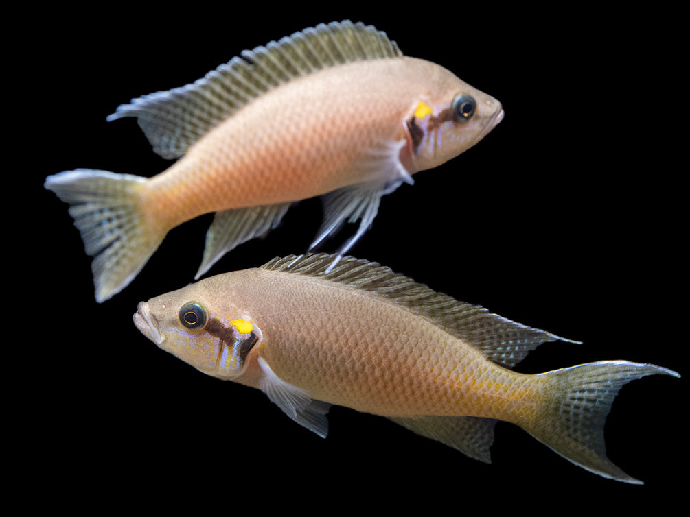 Brichard's Lyretail Fairy Cichlid (Neolamprologus brichardi), Tank-Bred!