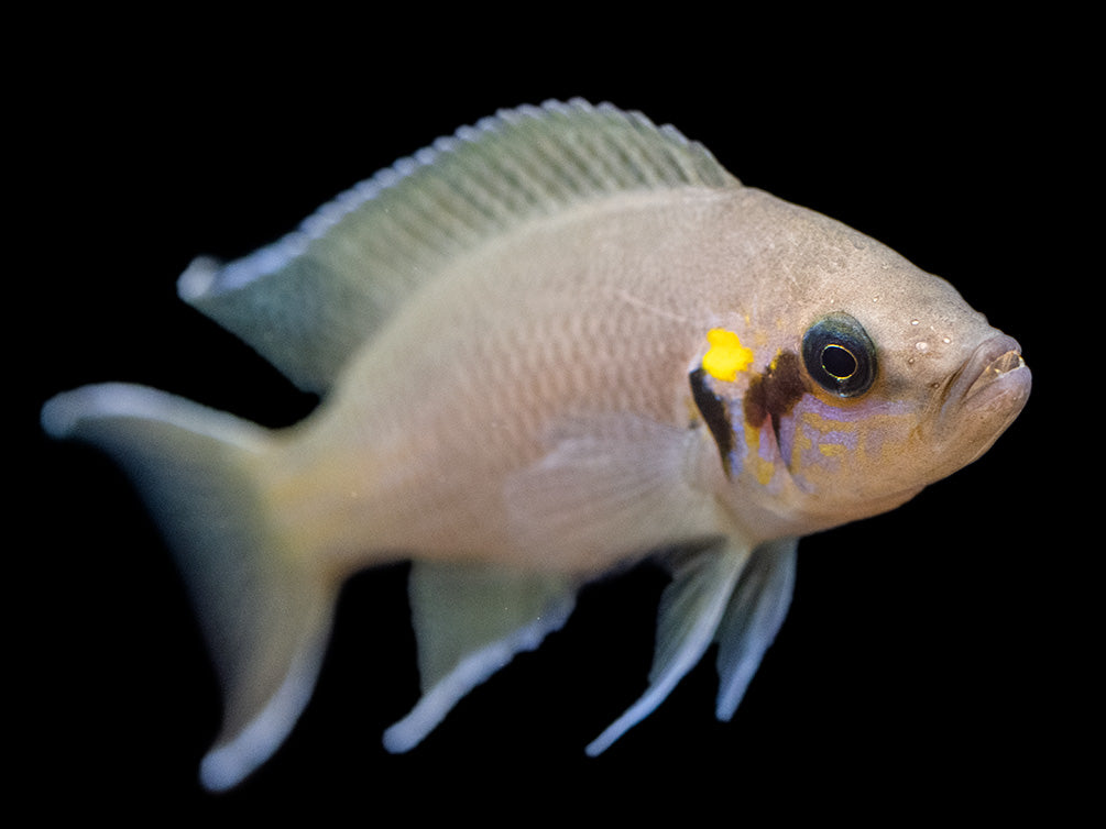 Brichard's Lyretail Fairy Cichlid (Neolamprologus brichardi), Tank-Bred!