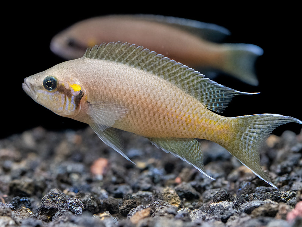 Brichard's Lyretail Fairy Cichlid (Neolamprologus brichardi), Tank-Bred!
