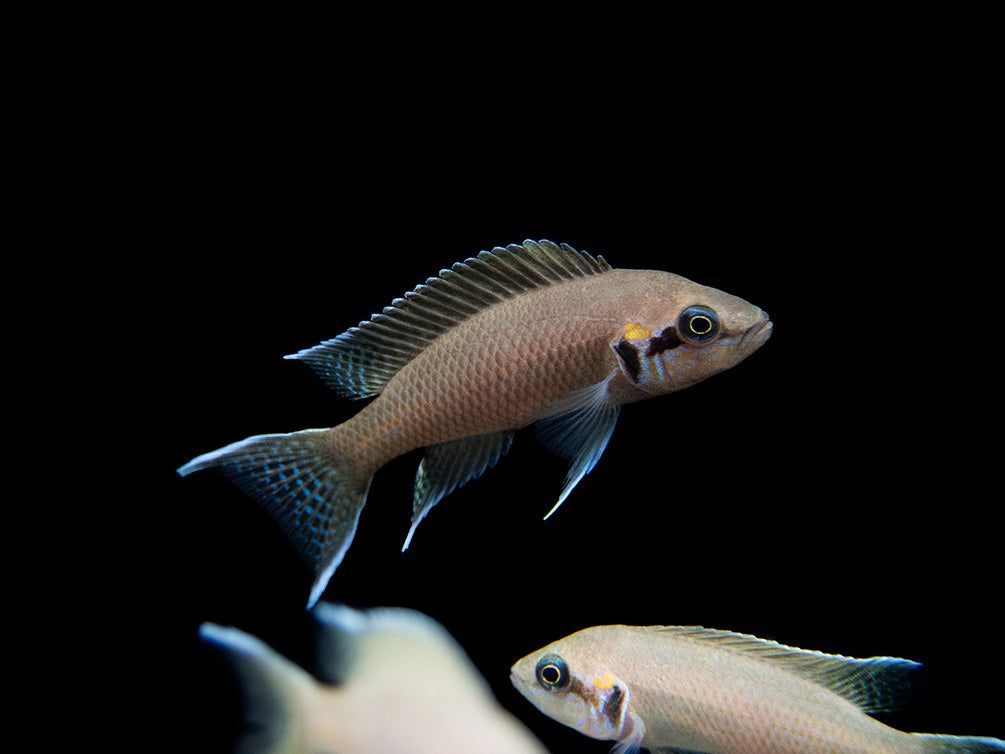 Brichard's Lyretail Fairy Cichlid (Neolamprologus brichardi), Tank-Bred!