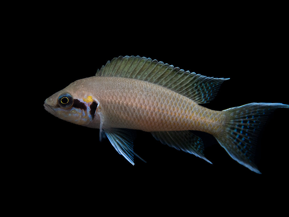 Brichard's Lyretail Fairy Cichlid (Neolamprologus brichardi), Tank-Bred!
