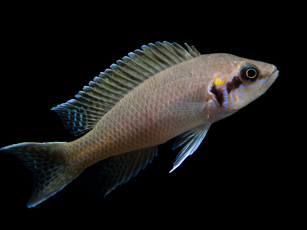 Brichard's Lyretail Fairy Cichlid (Neolamprologus brichardi), Tank-Bred!