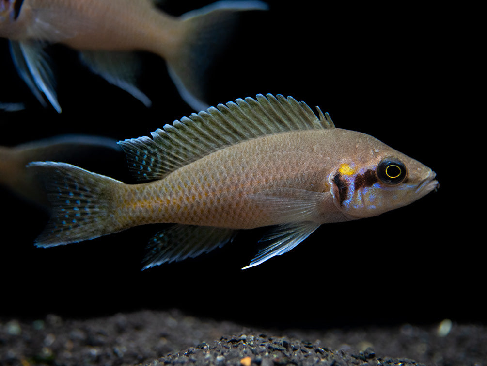Brichard's Lyretail Fairy Cichlid (Neolamprologus brichardi), Tank-Bred!