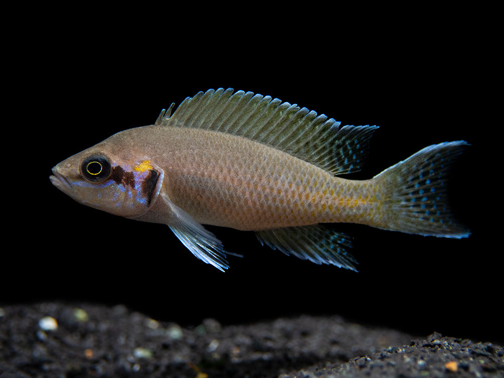Brichard's Lyretail Fairy Cichlid (Neolamprologus brichardi), Tank-Bred!