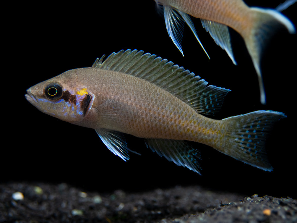 Brichard's Lyretail Fairy Cichlid (Neolamprologus brichardi), Tank-Bred!