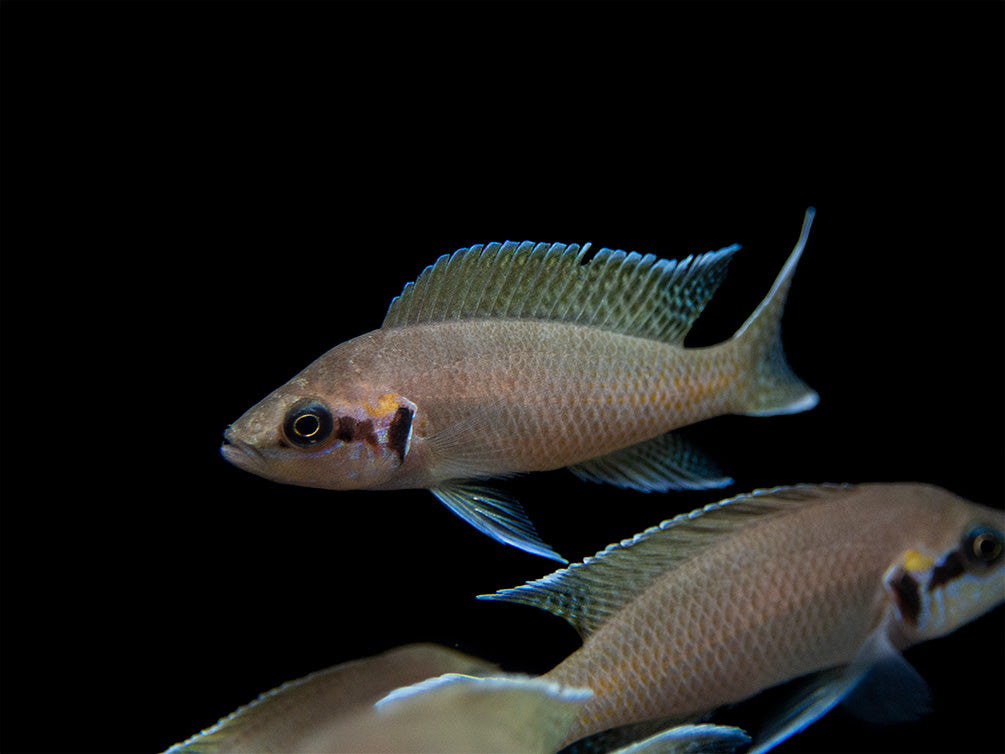 Brichard's Lyretail Fairy Cichlid (Neolamprologus brichardi), Tank-Bred!