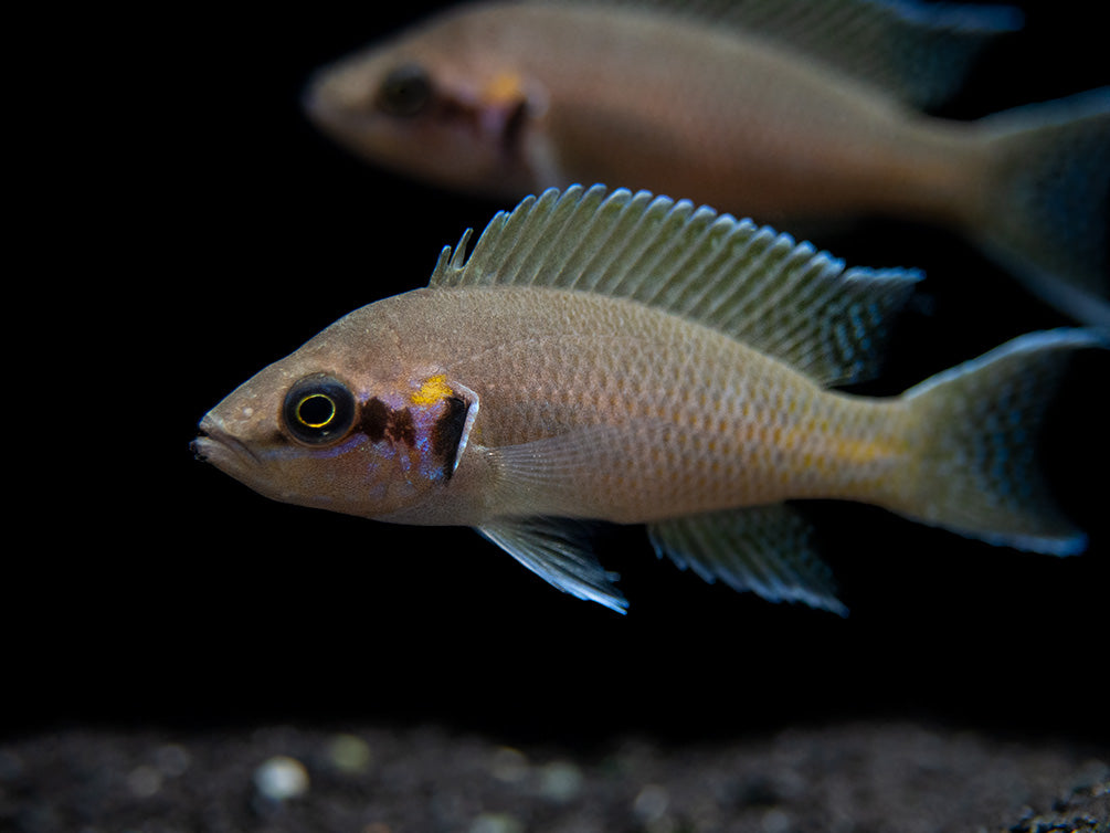 Brichard's Lyretail Fairy Cichlid (Neolamprologus brichardi), Tank-Bred!