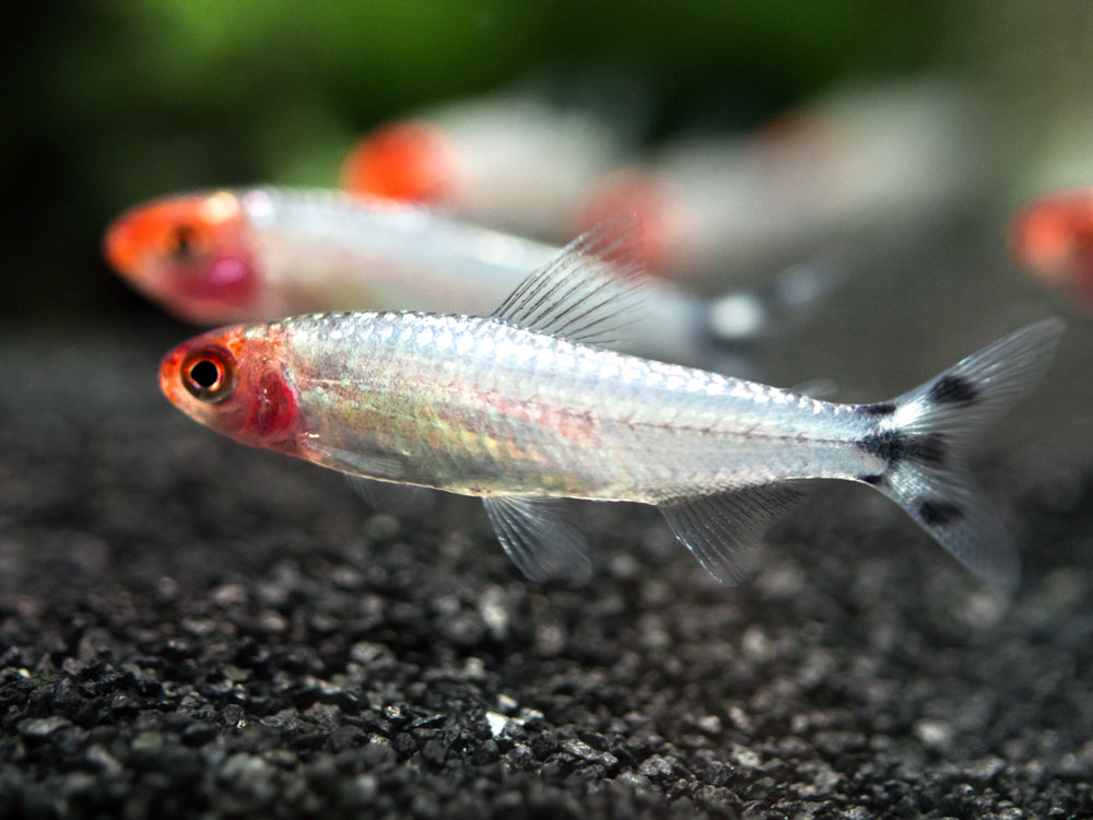 Brilliant Rummy Nose Tetra (Hemigrammus bleheri var. "Brilliant"), Tank-Bred