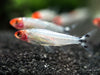 Brilliant Rummy Nose Tetra (Hemigrammus bleheri var. 
