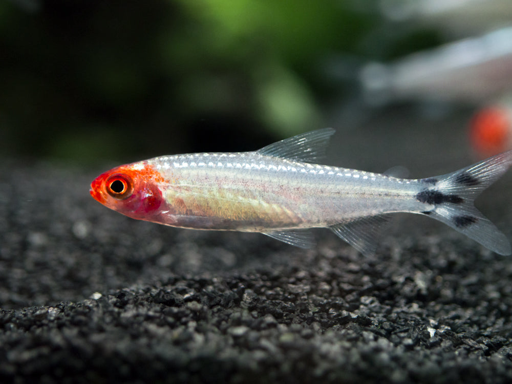 Brilliant Rummy Nose Tetra (Hemigrammus bleheri var. "Brilliant"), Tank-Bred