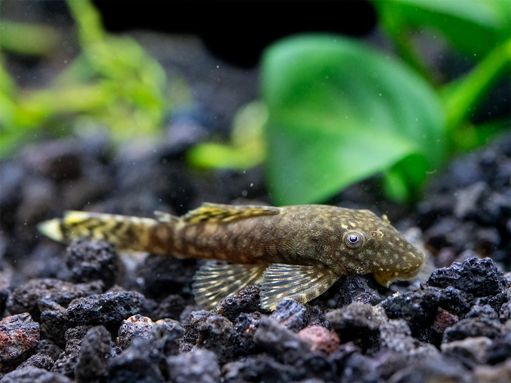 Bristlenose Pleco (Ancistrus cf. cirrhosus) - USA Bred!