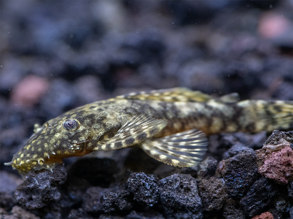 Bristlenose Pleco (Ancistrus cf. cirrhosus) - USA Bred!