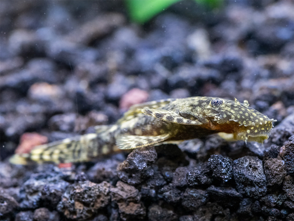 Bristlenose Pleco (Ancistrus cf. cirrhosus) - USA Bred!