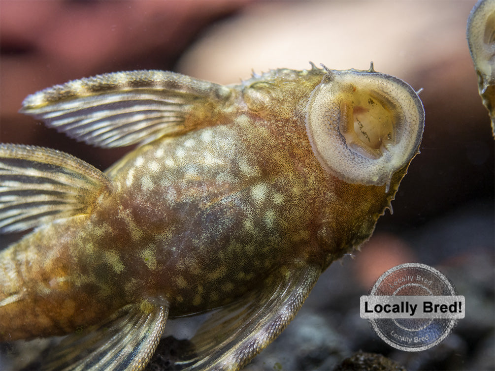 Bristlenose Pleco (Ancistrus cf. cirrhosus) - Locally Bred!