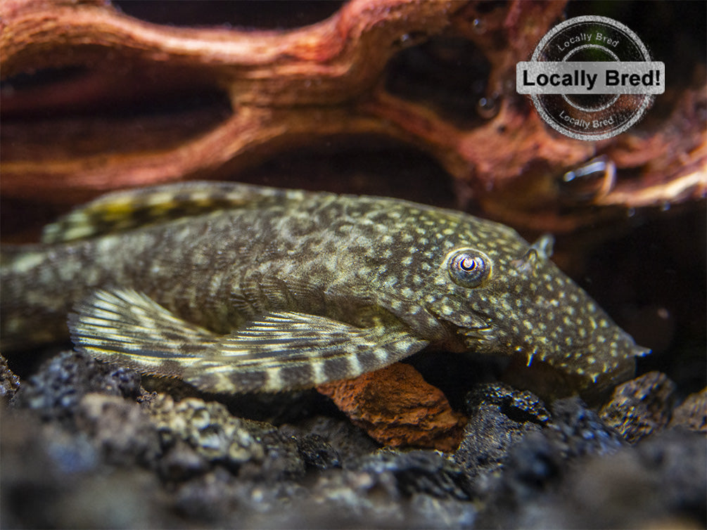 Bristlenose Pleco (Ancistrus cf. cirrhosus) - Locally Bred!