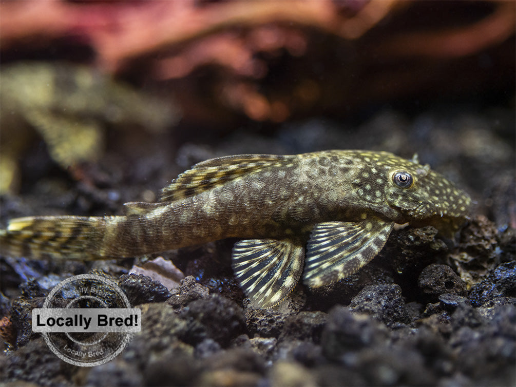 Bristlenose Pleco (Ancistrus cf. cirrhosus) - Locally Bred!