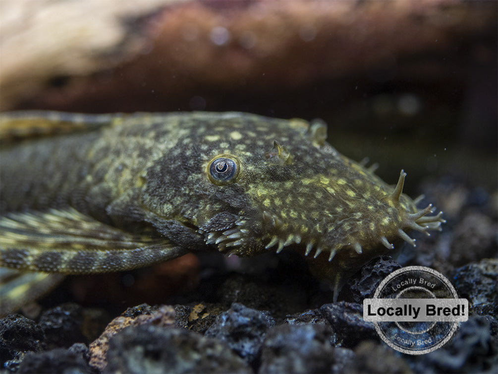 Bristlenose Pleco (Ancistrus cf. cirrhosus) - Locally Bred!