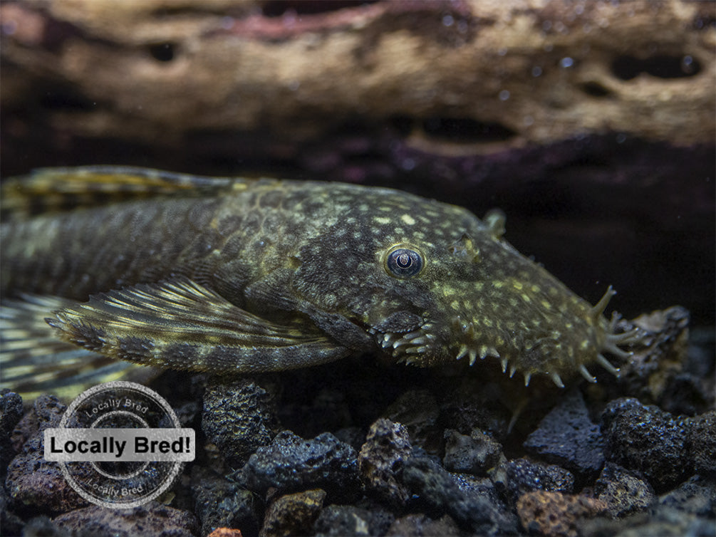 Bristlenose Pleco (Ancistrus cf. cirrhosus) - Locally Bred!