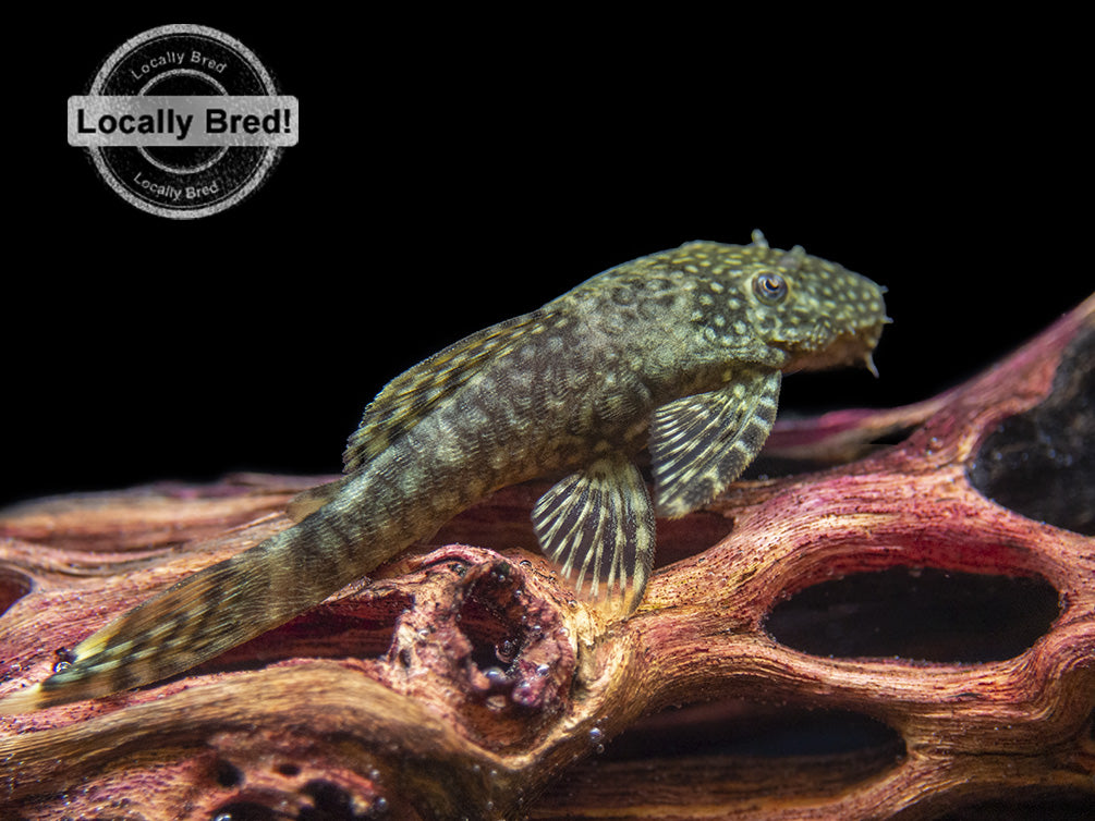 Bristlenose Pleco (Ancistrus cf. cirrhosus) - Locally Bred!