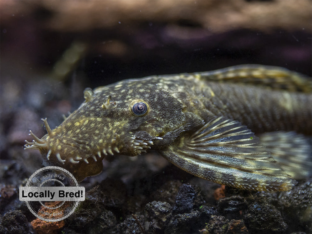 Bristlenose Pleco (Ancistrus cf. cirrhosus) - Locally Bred!