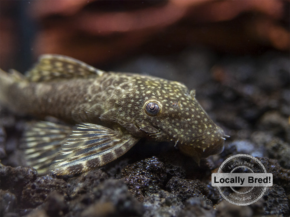 Bristlenose Pleco (Ancistrus cf. cirrhosus) - Locally Bred!