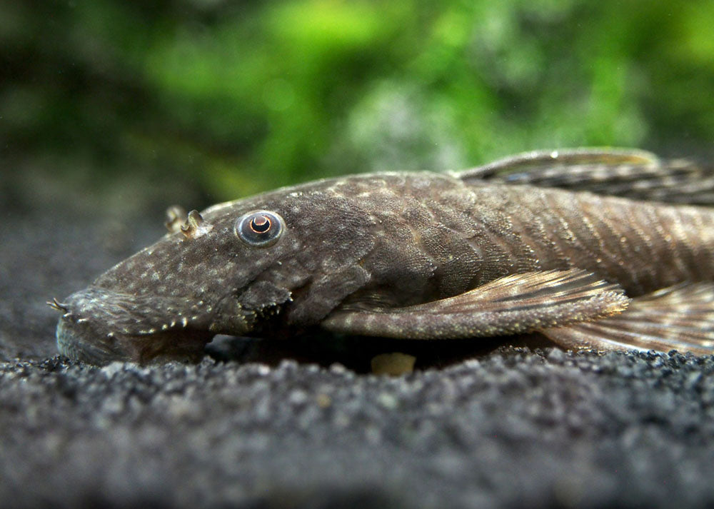 Bristlenose Pleco (Ancistrus cf. cirrhosus) - Tank-Bred!