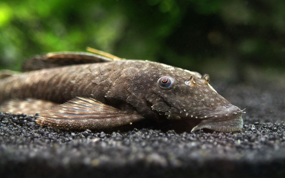 Bristlenose Pleco (Ancistrus cf. cirrhosus) - Tank-Bred!