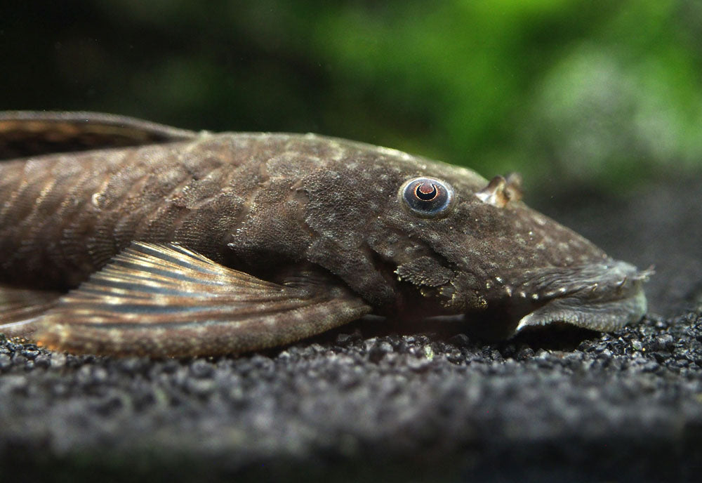 Bristlenose Pleco (Ancistrus cf. cirrhosus) - Tank-Bred!