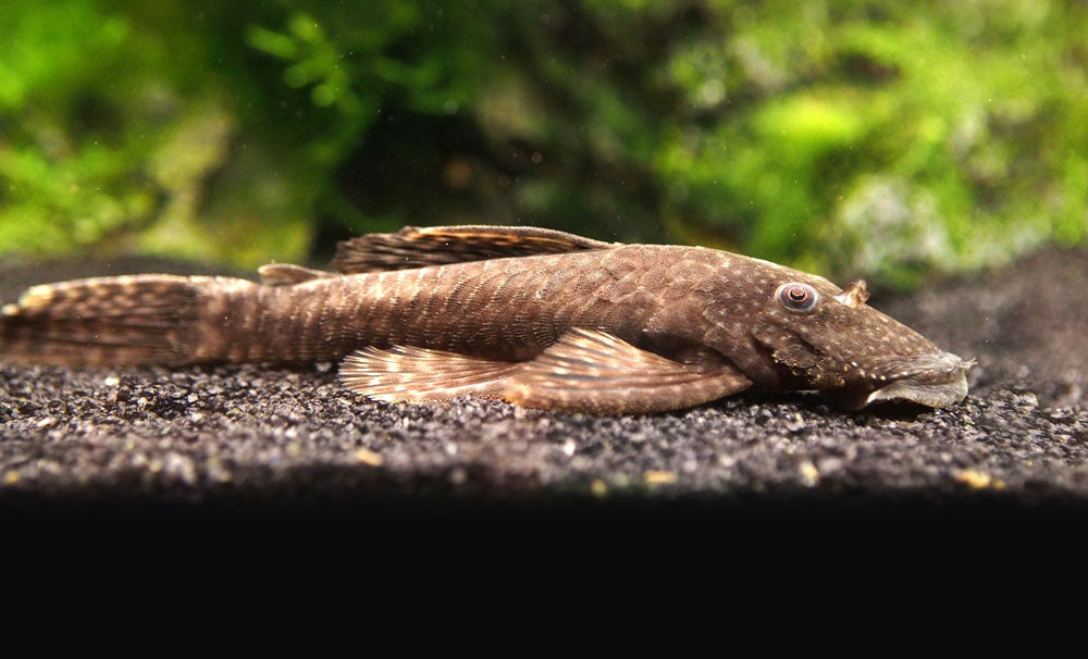 Bristlenose Pleco (Ancistrus cf. cirrhosus) - Tank-Bred!