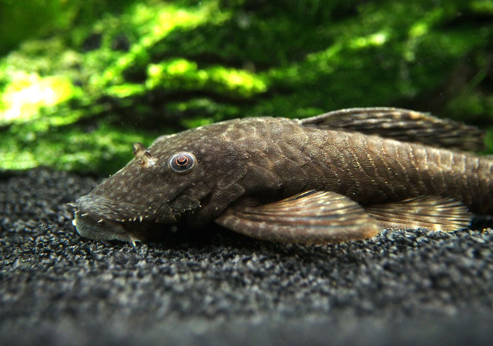 Bristlenose Pleco (Ancistrus cf. cirrhosus) - Tank-Bred!