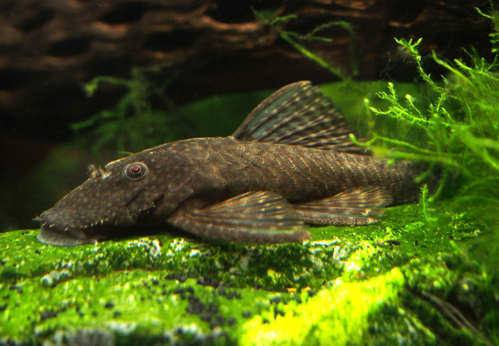 Bristlenose Pleco (Ancistrus cf. cirrhosus) - Tank-Bred!