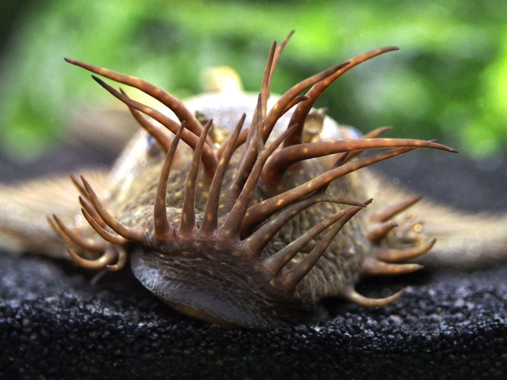 Bristlenose Pleco (Ancistrus cf. cirrhosus) - Tank-Bred!