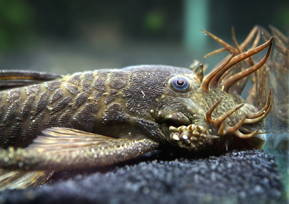 Bristlenose Pleco (Ancistrus cf. cirrhosus) - Tank-Bred!