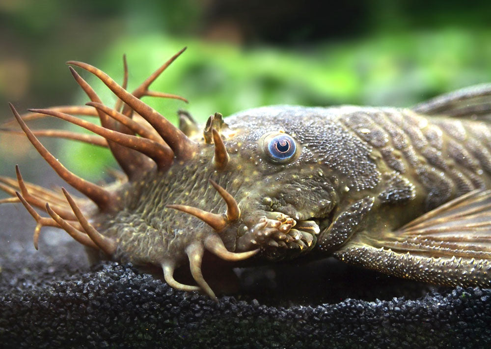 Bristlenose Pleco (Ancistrus cf. cirrhosus) - Tank-Bred!