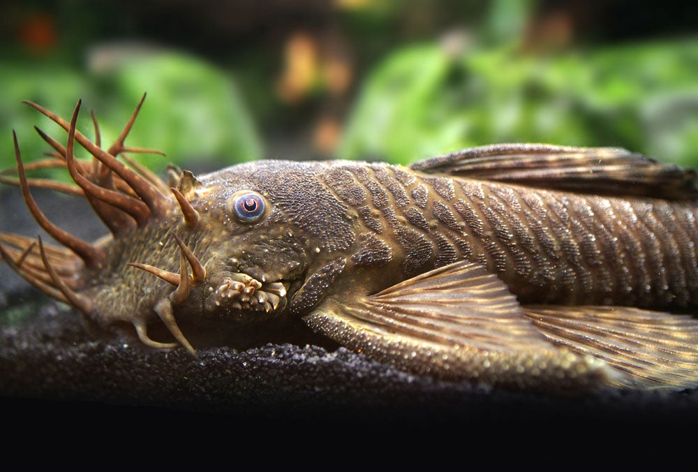 Bristlenose Pleco (Ancistrus cf. cirrhosus) - Tank-Bred!