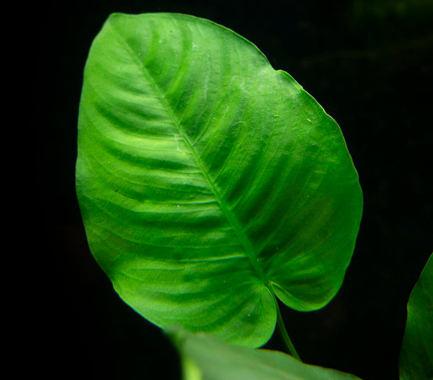 Anubias barteri "Broad Leaf," Bare Root, GIANT Size!