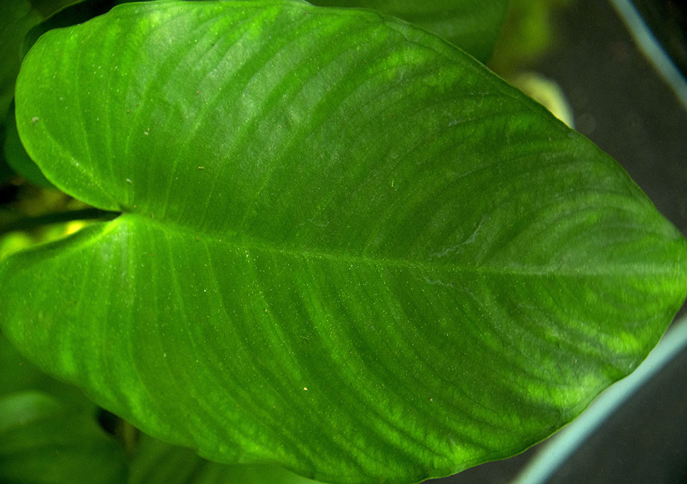 broad leaved plants