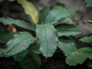 Brownie Ghost Buce Plant (Bucephalandra sp. "Brownie Ghost")