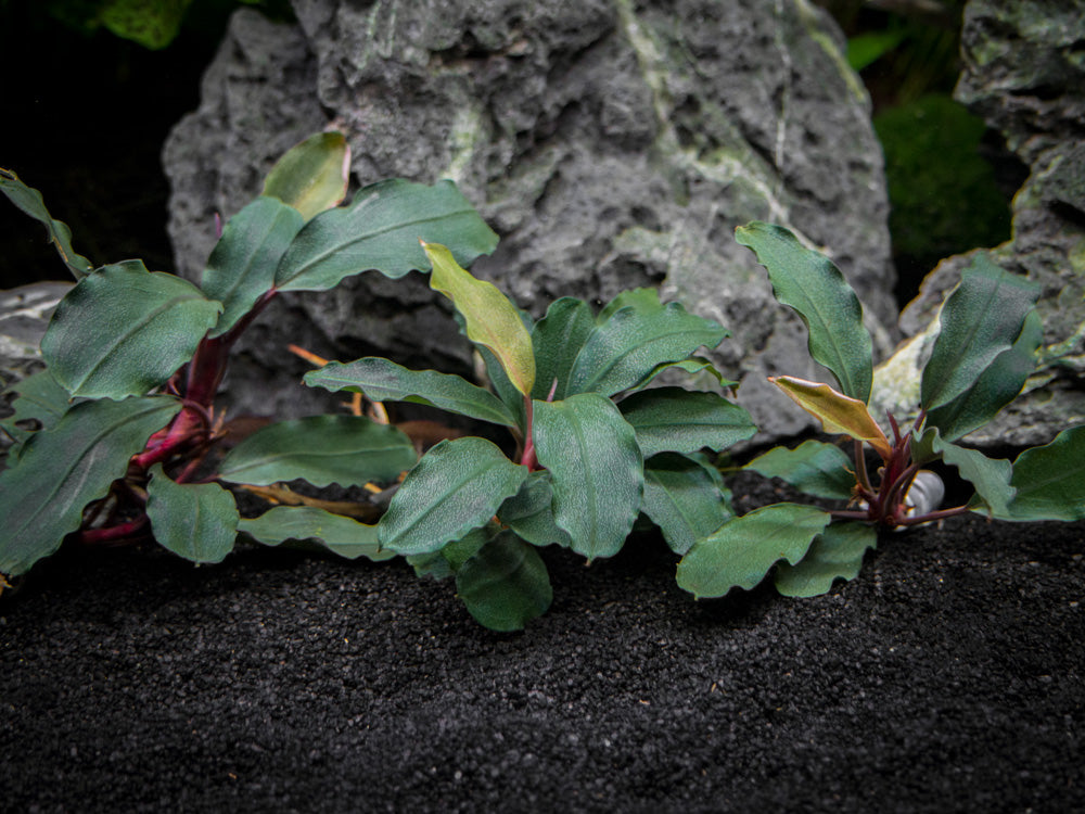 Brownie Ghost Buce Plant (Bucephalandra sp. "Brownie Ghost")