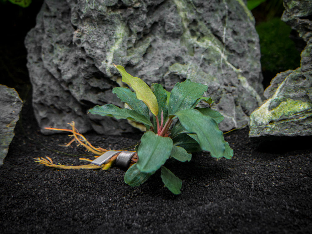 Brownie Ghost Buce Plant (Bucephalandra sp. "Brownie Ghost")