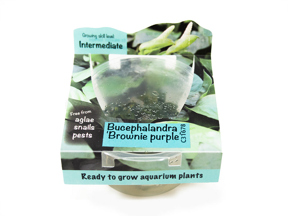 Brownie Buce Plant (Bucephalandra sp. "Brownie") Tissue Culture