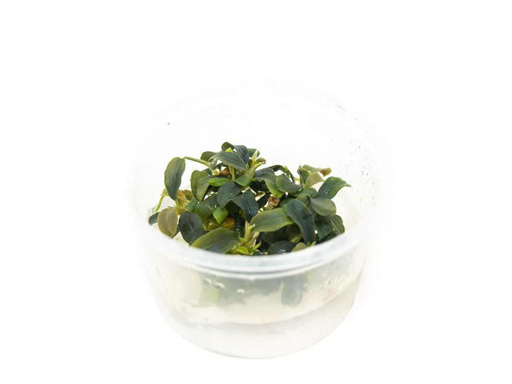 Brownie Buce Plant (Bucephalandra sp. "Brownie") Tissue Culture