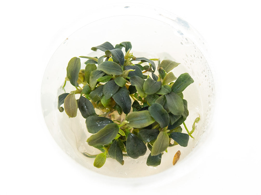 Brownie Buce Plant (Bucephalandra sp. "Brownie") Tissue Culture