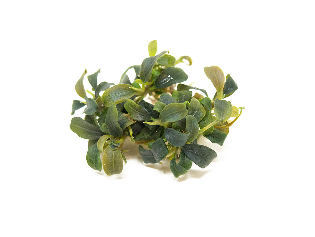 Brownie Buce Plant (Bucephalandra sp. "Brownie") Tissue Culture