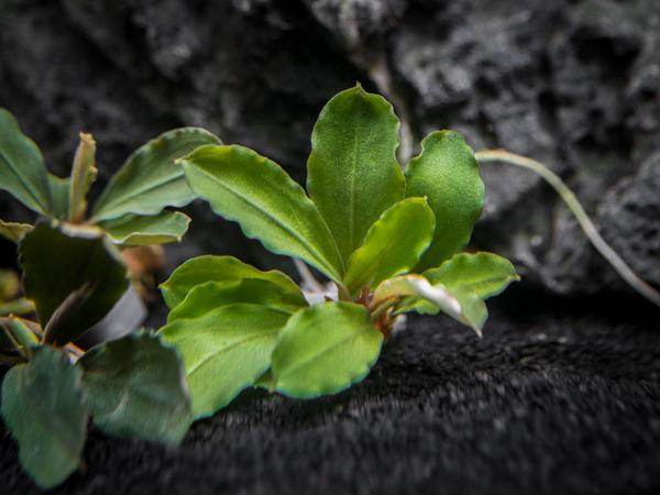 Assorted Buce Plant (Bucephalandra sp.)