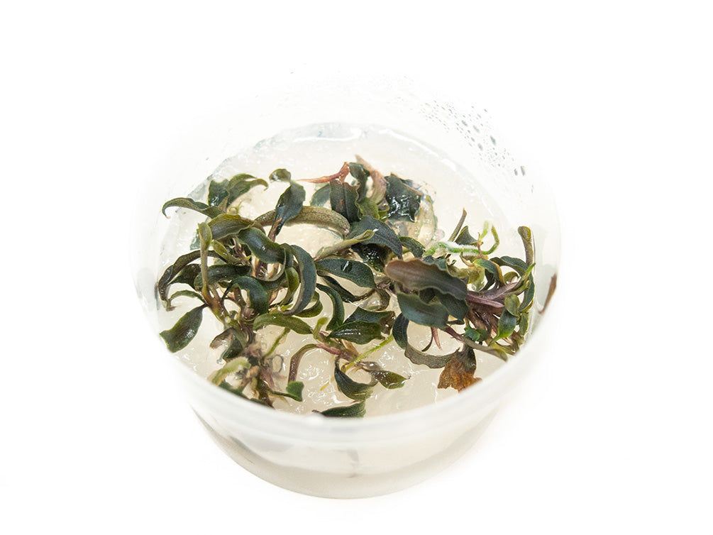 Kedakang Buce Plant (Bucephalandra sp. "Kedakang") Tissue Culture